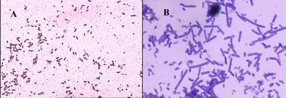 source : https://doi.org/10.24897/acn.64.68.503