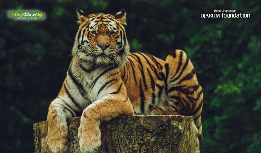 Apa Sih International Tiger Day Itu? Yuk Kenali Secara Lengkap Berikut Ini