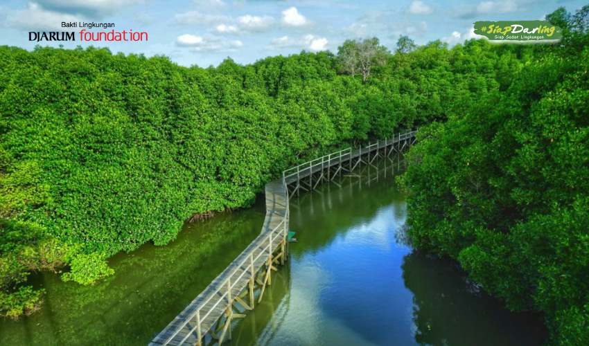 Hutan Mangrove dan Keajaibannya: Kenapa Mereka Penting dan Bagaimana Menjaganya