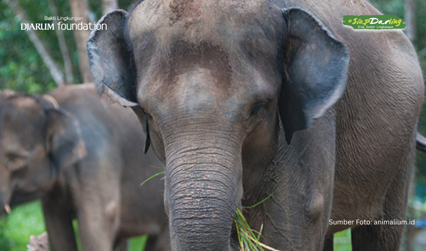 Gajah, Si Penyebar Benih yang Menjaga Ekosistem Tetap Seimbang