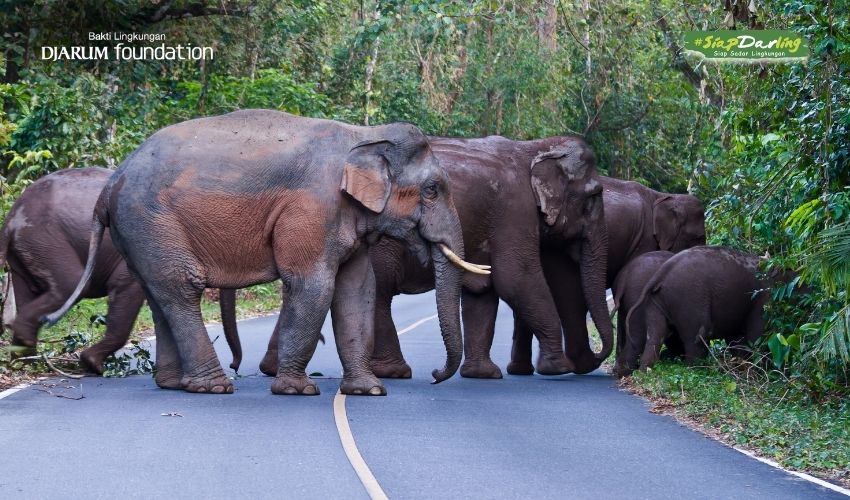 Saat Gajah Kehilangan Jejak Akibat Bencana