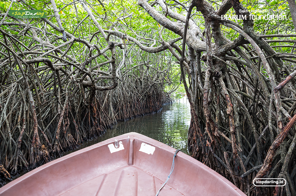 Hari Mangrove Sedunia: Mangrove, Sumber Daya yang Kaya Makna