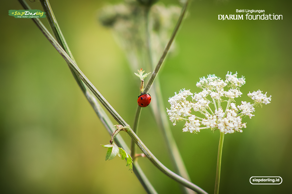 Siapa Bilang Serangga Gak Berkontribusi Buat Lingkungan?