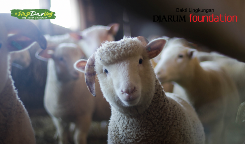 Ada di Sekitar Kita, Hewan-hewan Pintar Ini Bisa Meramal Cuaca