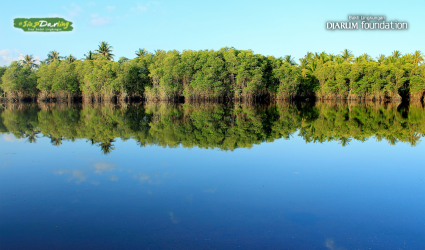 Manfaat Hutan Mangrove Bagi Lingkungan