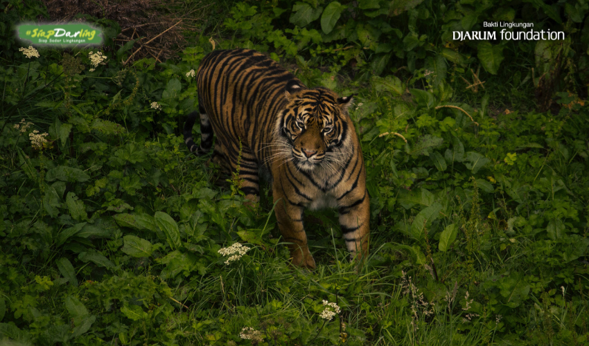 10 Fakta Mengagumkan Harimau Sumatera yang Jarang Diketahui
