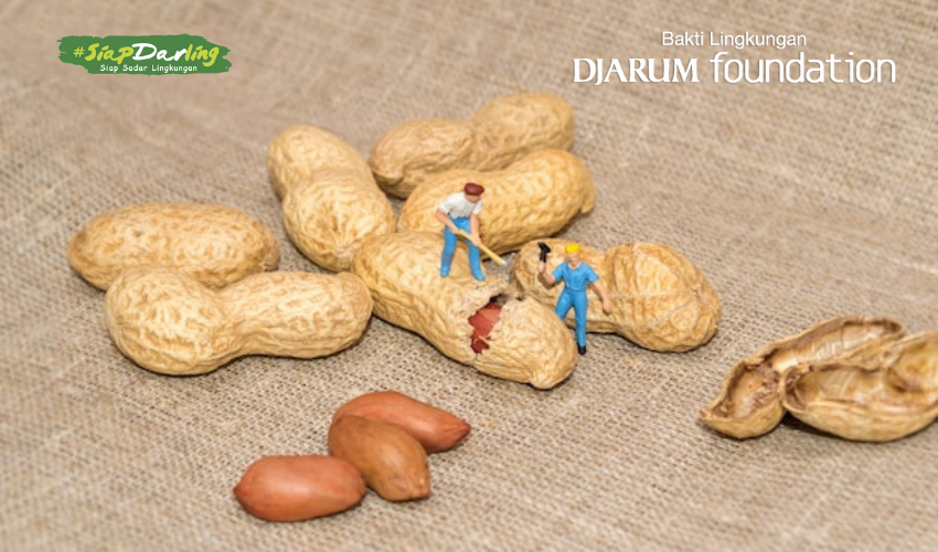 Kulit Kacang sebagai Nutrisi Bagi Tanaman