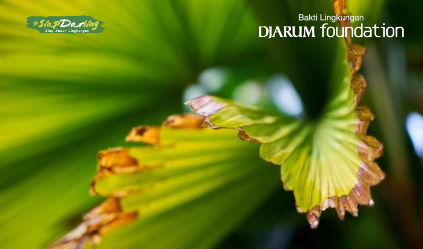 Tumbuhan Bisa Menangis? Mitos atau Fakta?