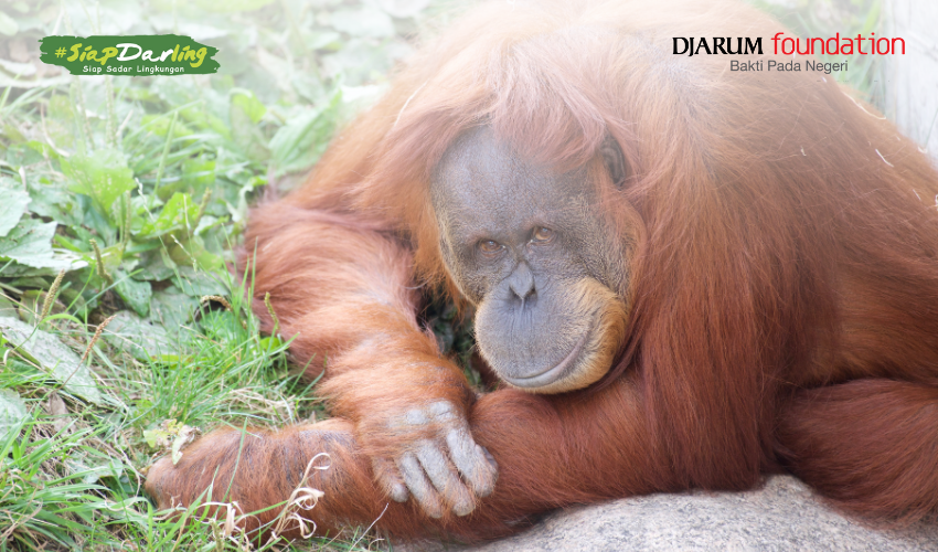 Kenapa Orangutan Memiliki Warna Bulu Yang Mencolok Dibanding Primata Lain?