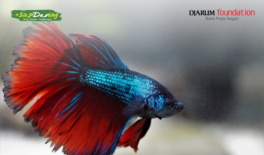 Jenis-jenis Ikan Cupang yang populer Indonesia