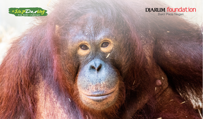 Jenis dan Ciri Orangutan di Indonesia