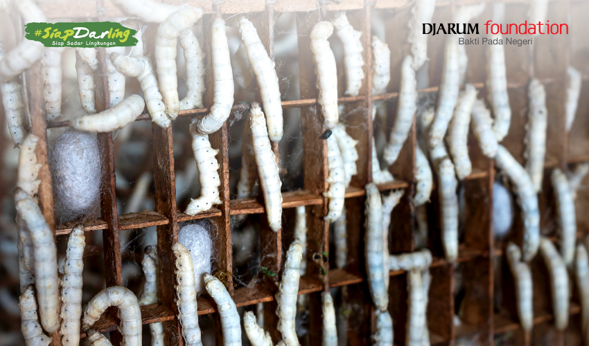 Keanekaragaman Ulat Sutera Indonesia