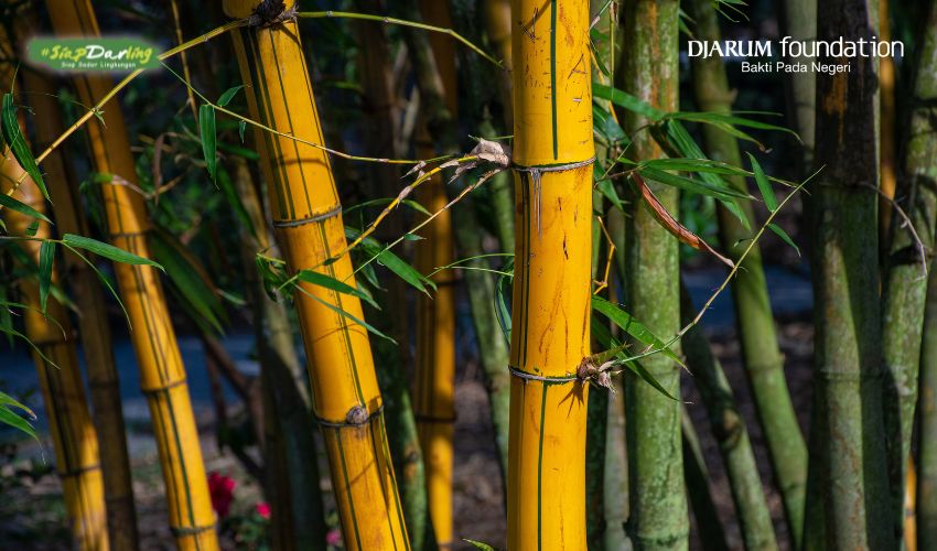 Keajaiban Tanaman Bambu