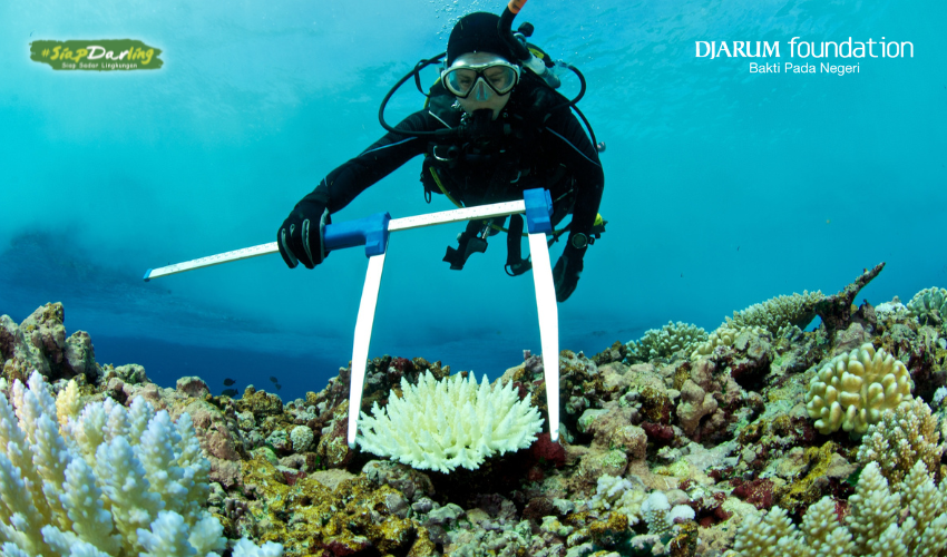 Apa Kabar Terumbu Karang?
