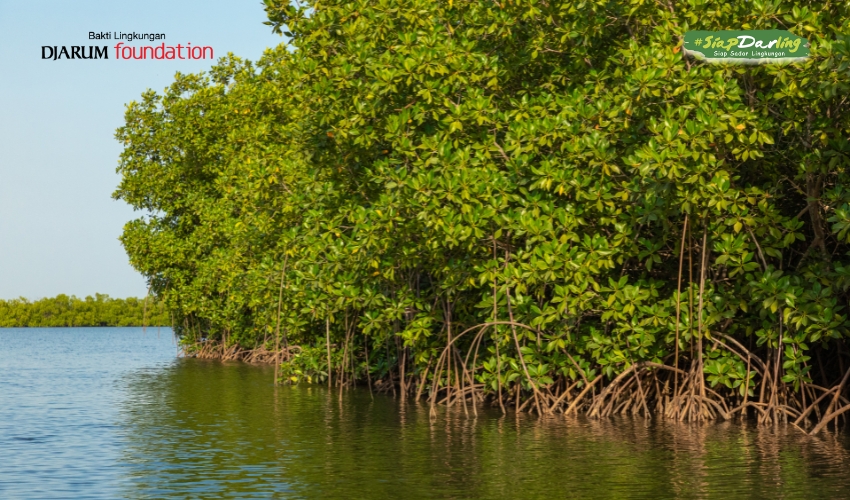 Mangrove yang Begitu Spesial