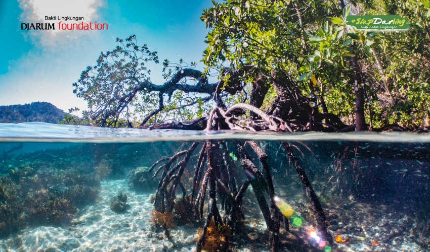 Ini Perbedaan Mangrove & Bakau, Bukannya Sama Ya?