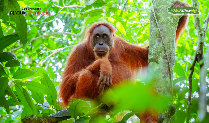 Hari Orang utan Sedunia: Merayakan dan Melindungi 