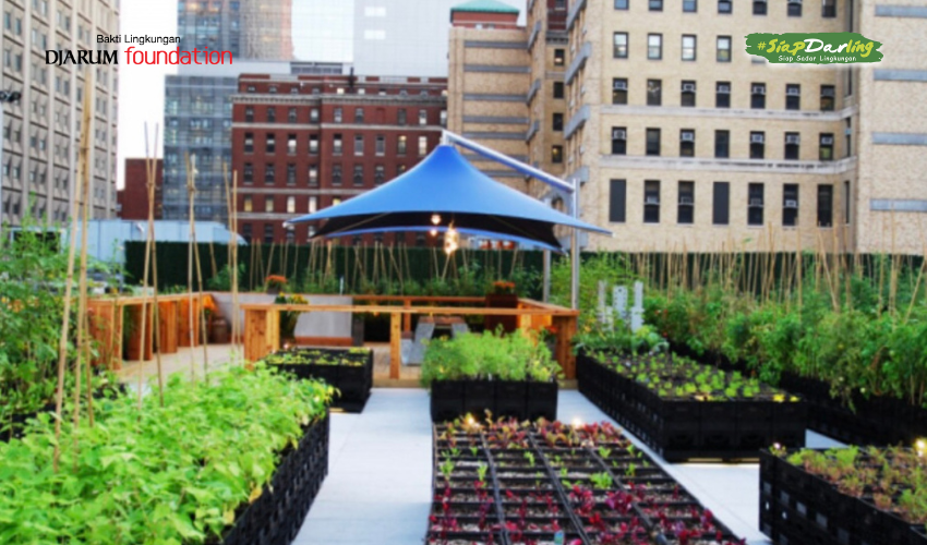 Tips & Trik Berkebun Urban untuk Pemula