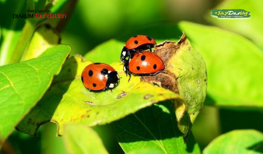 Spesies Insectivora: Serangga Pemakan Serangga yang Bikin Alam Tetap Seimbang