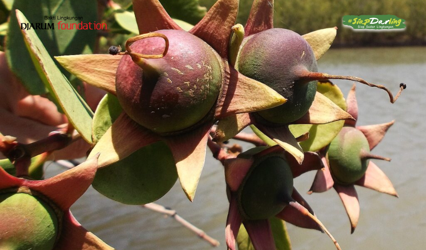 Kuliner Anti-Mainstream yang Wajib Kamu Coba!