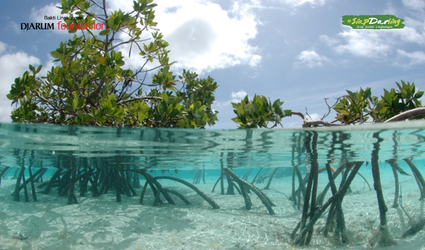 Mangrove, Pohon Kecil dengan Peran Besar untuk Melawan Perubahan Iklim