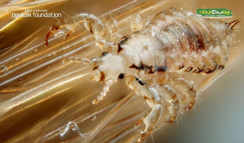 Kutu Si Mini yang Nggak Bikin Gagal Fungsi, Darlings!