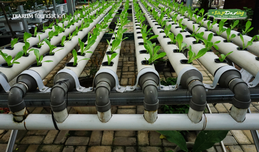 Hidroponik dari Botol Bekas: Berkebun Gaya Gaul, Zero Waste Pula!