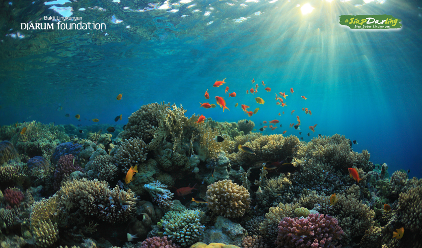 Terumbu Karang Nggak Baik-Baik Aja, Darlings, Mereka Butuh Kita!