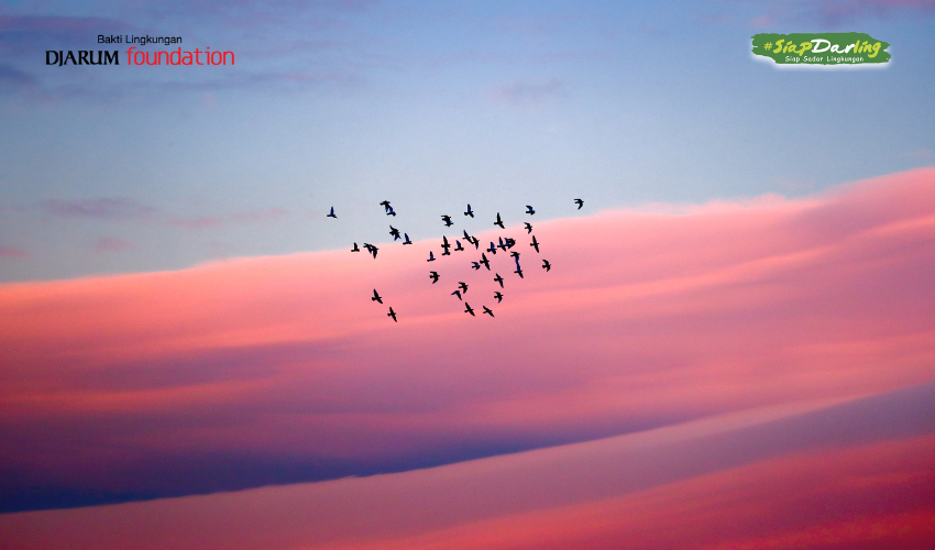 Terbang Bareng Burung, Yuk Rayain Hari Migrasi Burung, Darlings!