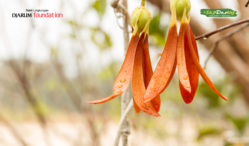 Shorea Siamensis: Si Penari Langit yang Melayang-layang