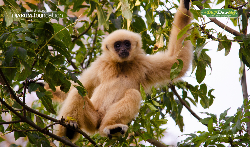 Nyanyian Pagi dari Halimun: Owa Jawa, Si Penjaga Hutan yang Penuh Gaya