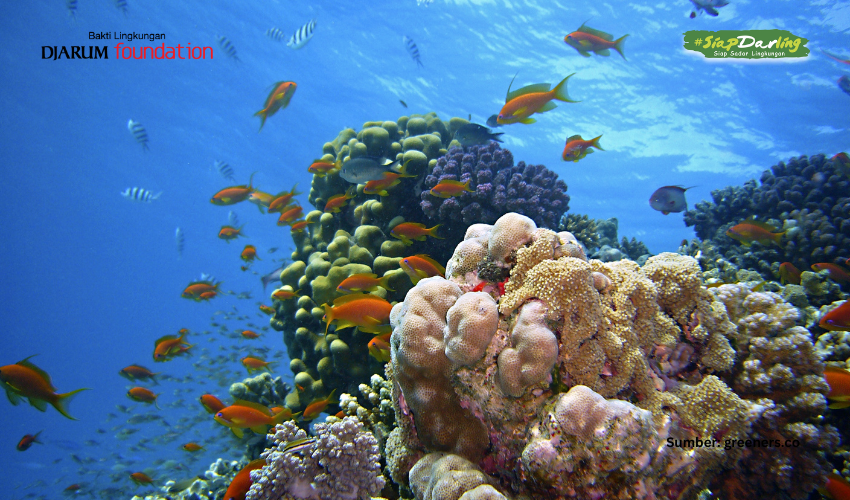 Fix Kamu Harus Tau! Terumbu Karang Bukan Batu, Bukan Tanaman, Tapi....