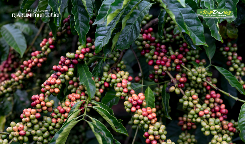 Kopi Muria, Rasa Lereng Gunung yang Siap Mendunia, Darlings!