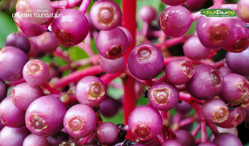 Parijoto, Si Merah Ceria dari Gunung Muria, Bikin Hutan Tetap Hidup, Darlings!