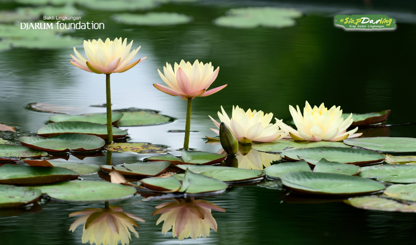 Bunga Buat Si Juli yang Penyabar, Setia, tapi Hobi Ngajak Ngakak