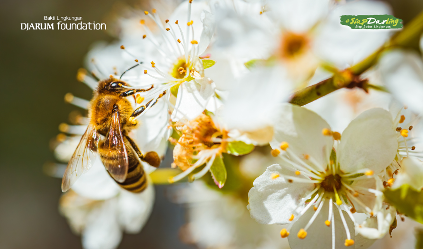 Lebah, Si Kecil Pekerja Keras yang Nggak Pernah Nuntut Cuti!