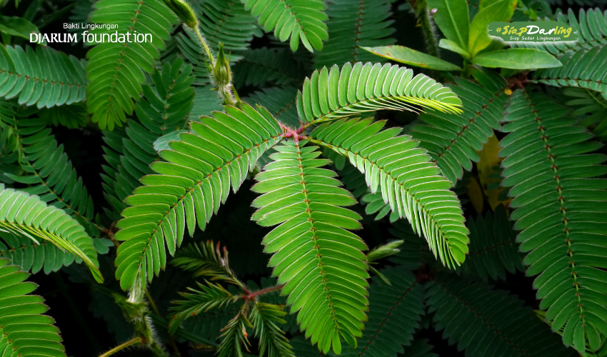 Tumbuhan Pemalu Tapi Kuat: Rahasia Si Putri Malu dalam Rehabilitasi Lahan