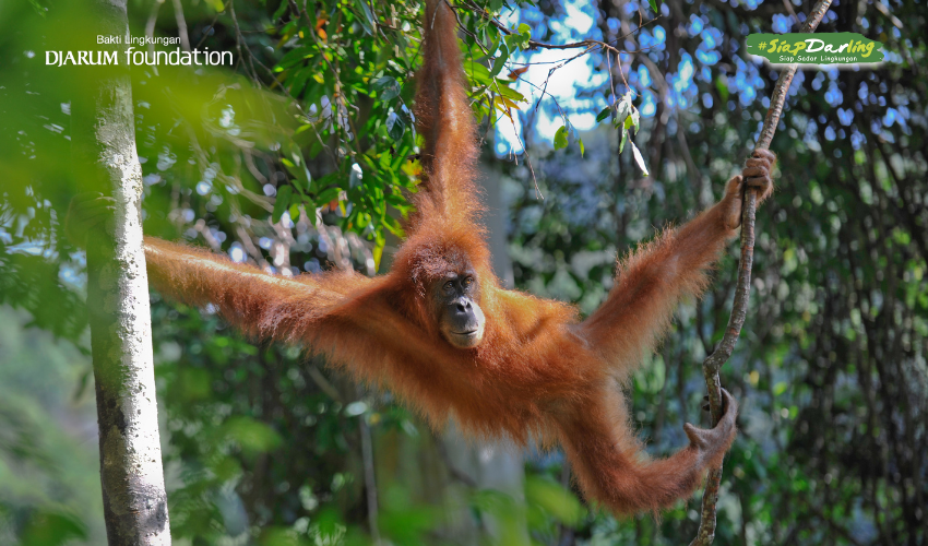 Orangutan Sang “Penebar Harapan” di Rimba yang Kita Cintai