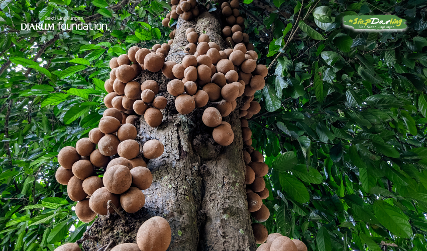 Buah Kepel, Si Wangi Khas Keraton yang Hampir Dilupakan