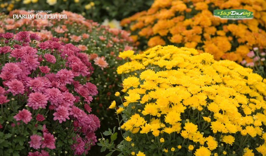 Bunga untuk Si Pemimpin Berani dan Si Perfeksionis Kalem
