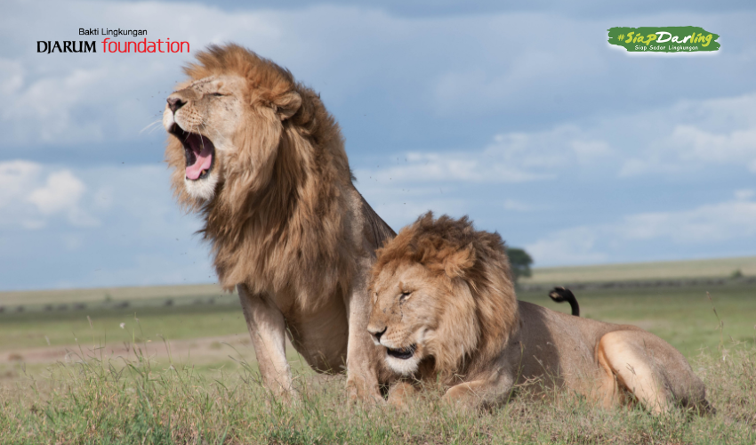 Singa, Sang Penjaga Keseimbangan Sabana 