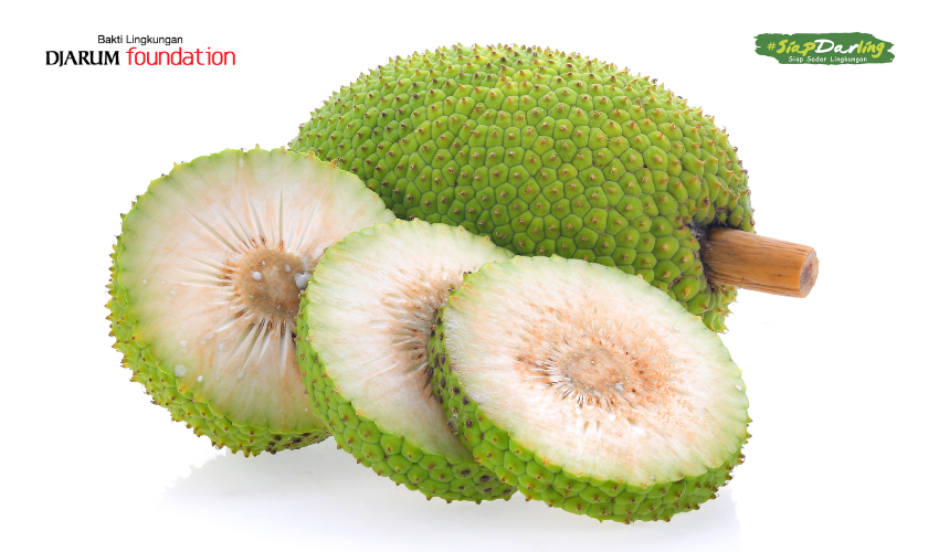 Buah Sukun, Si Lokal Bisa Jadi Superfood Dunia!