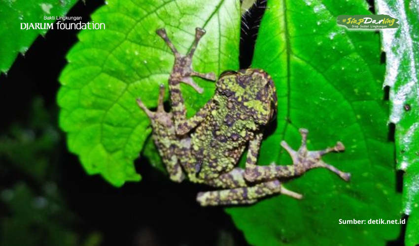 Katak Pelangi dari Kalimantan, Warna-warni yang Nggak Ada Duanya