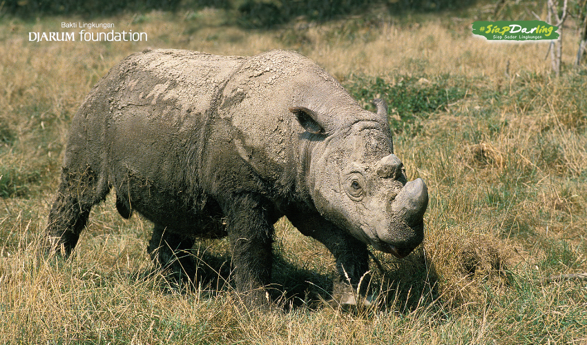 Bayangan Besar di Hutan, Si Penjaga yang Hampir Terlupakan