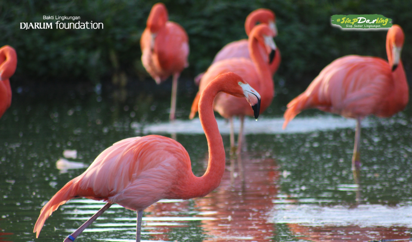 Fakta Unik Flamingo: Burung Pink Cantik yang Jaga Ekosistem