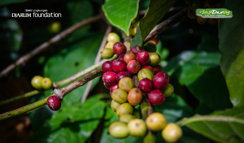 Cerita dari Sebiji Kopi
