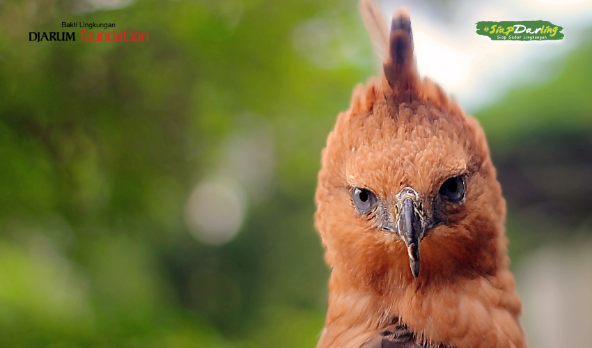 Habitat Elang Jawa yang Terancam