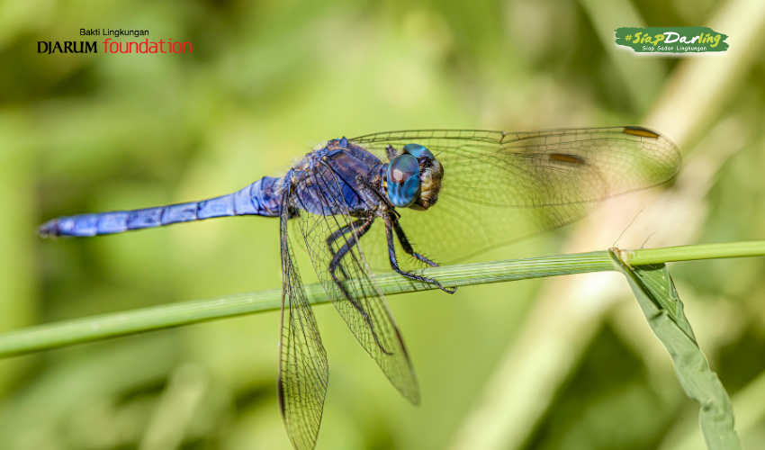 Si Kecil yang Kadang Terlupakan, Pentingnya Serangga bagi Kehidupan di Bumi