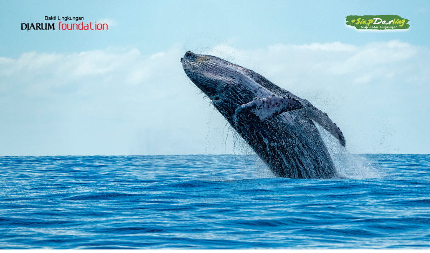 Makhluk Raksasa di Gorontalo: Paus Biru Sepanjang 20 Meter Muncul di Laut!