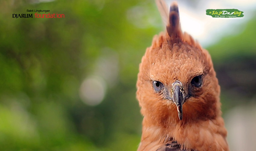Elang Jawa, Si Bucin di Langit Indonesia